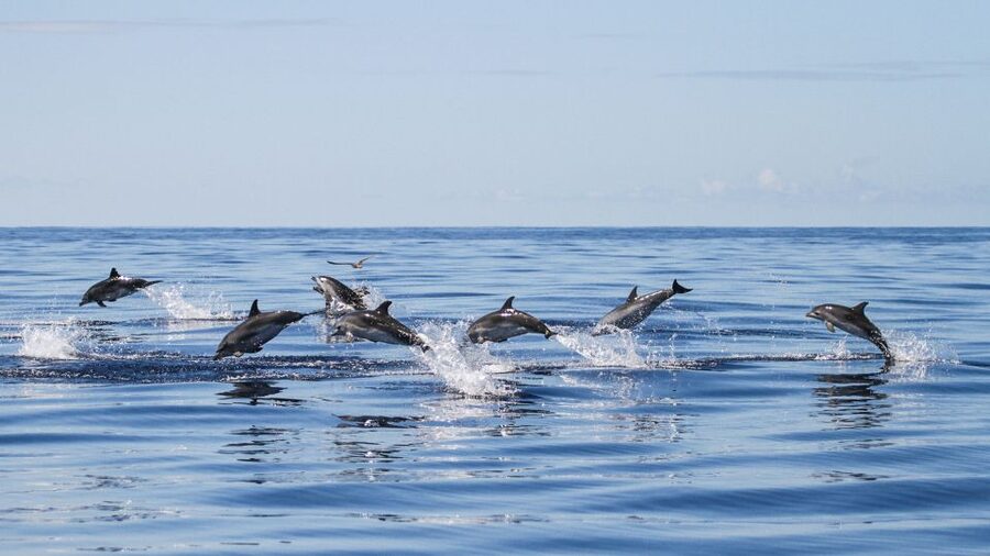 From Ponta Delgada: Whale and Dolphin Watching Trip - Key points at a glance