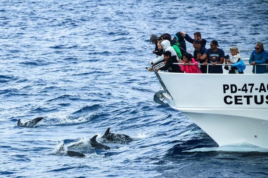 From Ponta Delgada: Whale and Dolphin Watching Trip - Leaving Ponta Delgada Harbour for the open Atlantic