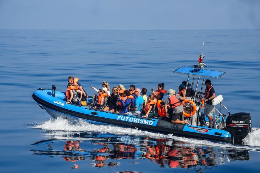 From Ponta Delgada: Whale and Dolphin Watching Trip - What you might see by season
