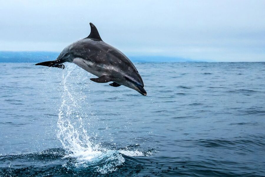 From Ponta Delgada: Whale and Dolphin Watching Trip - Marine biologists make the waiting worthwhile