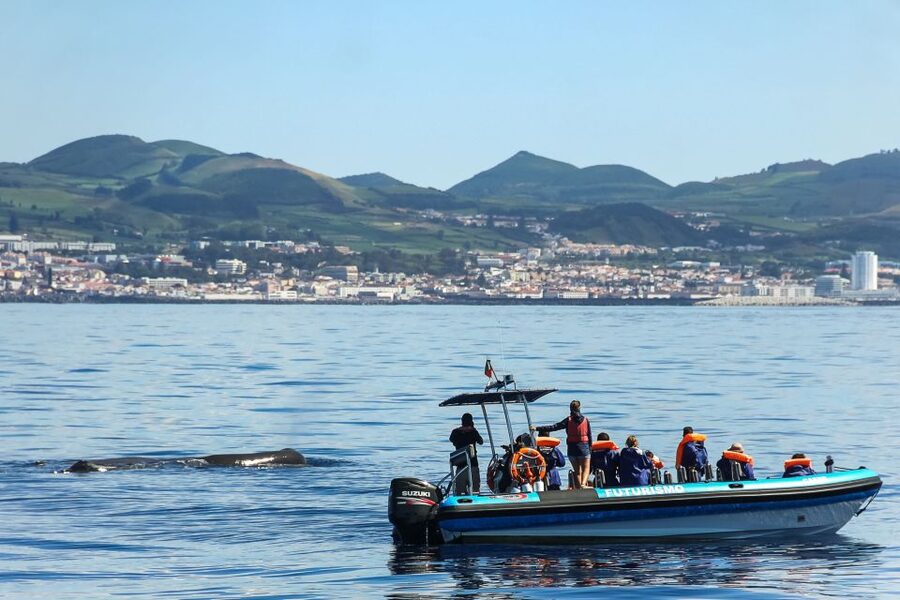 From Ponta Delgada: Whale and Dolphin Watching Trip - Catamaran comfort or Zodiac excitement