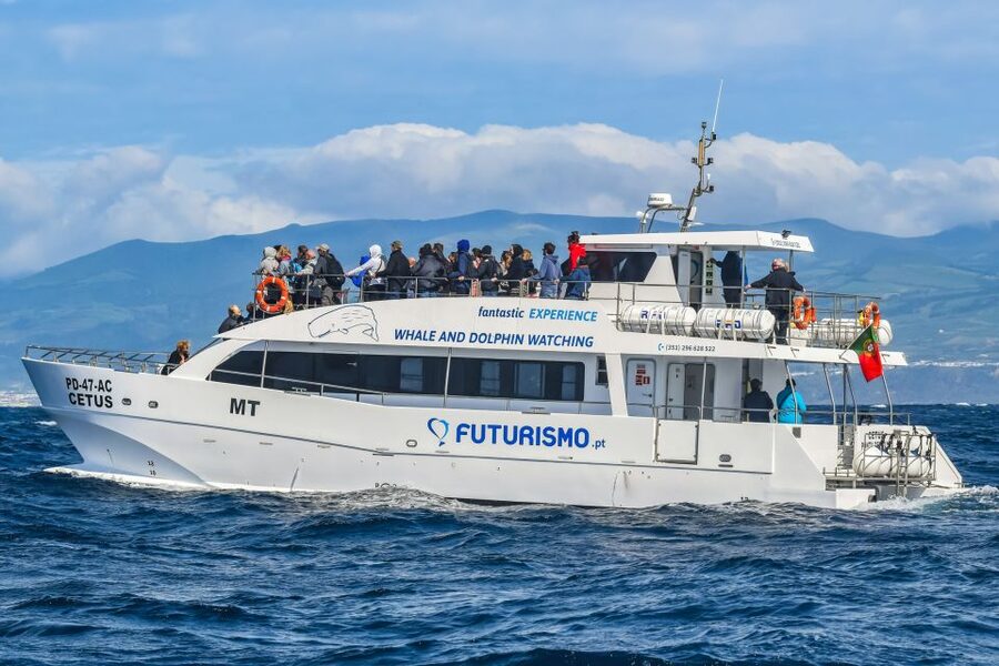 From Ponta Delgada: Whale and Dolphin Watching Trip - Is $82 good value for three hours?