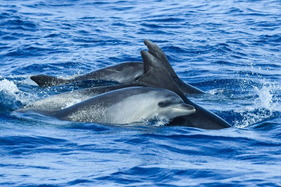 From Ponta Delgada: Whale and Dolphin Watching Trip - Who will enjoy this trip most?