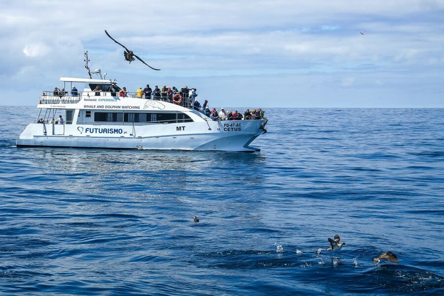 From Ponta Delgada: Whale and Dolphin Watching Trip - Should you book the Ponta Delgada whale-watching trip?