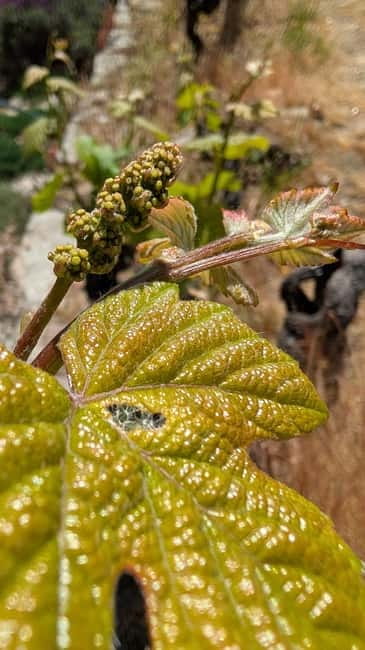 From Porto: 2 Wine Regions, Farm-to-Table Lunch & Boat - A Douro lunch that earns its place