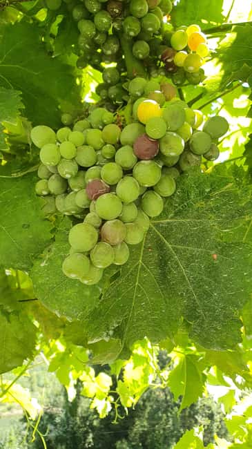 From Porto Day Douro Valley Wine Tour 2 Wine Tasting & Lunch - Who should book this Douro tour?