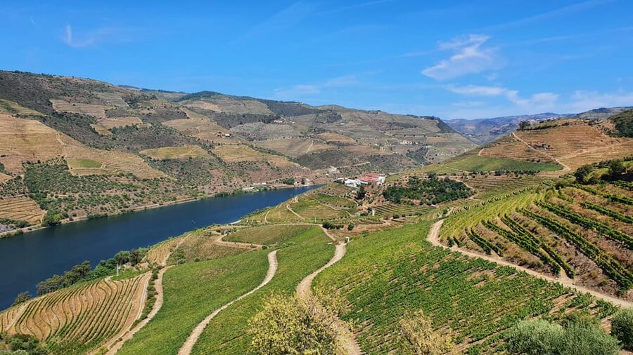 From Porto Day Douro Valley Wine Tour 2 Wine Tasting & Lunch - How the guides affect the experience