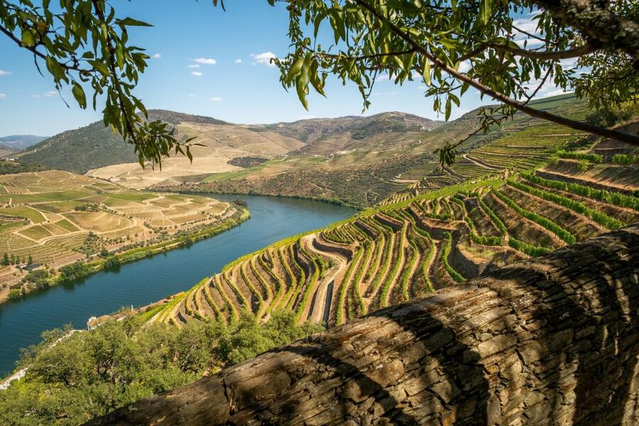 From Porto: Douro Valley Tour with Tastings, Boat & Lunch - The second winery and the story of Port