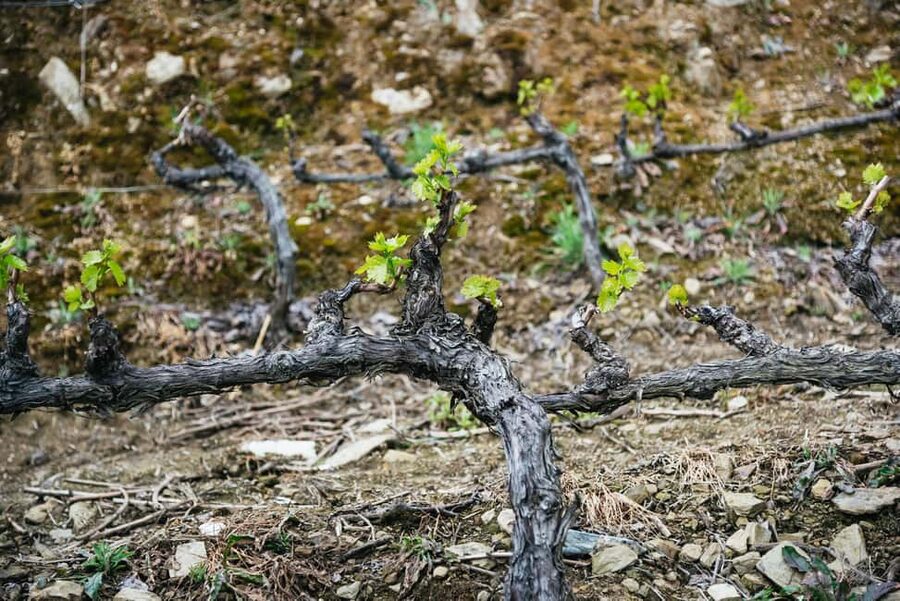 From Porto: Douro Valley Wine Tour with Lunch and Cruise - What the small-group format feels like