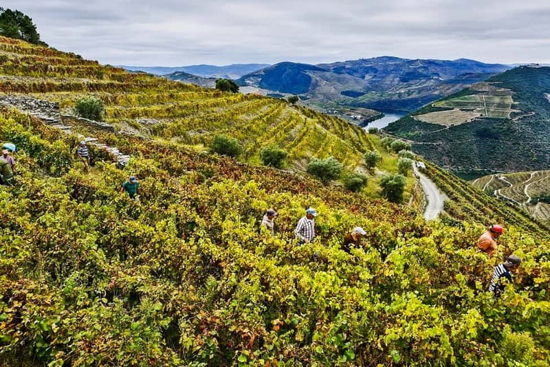 From Porto: Douro Valley with Wineries, Lunch and Boat Trip - A slower view of the Douro River