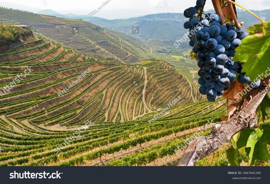 From Porto: Full-Day Douro Historical Tour - Should you book the Douro Historical Tour?