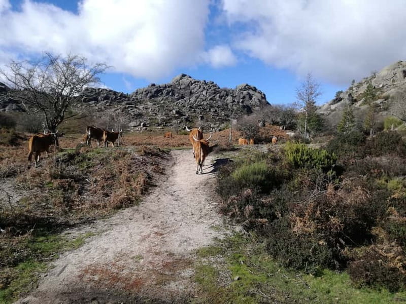 From Porto: Hike, Swim or just Explore Gerês National Park - Option 1: waterfalls, viewpoints, lunch, and Bom Jesus