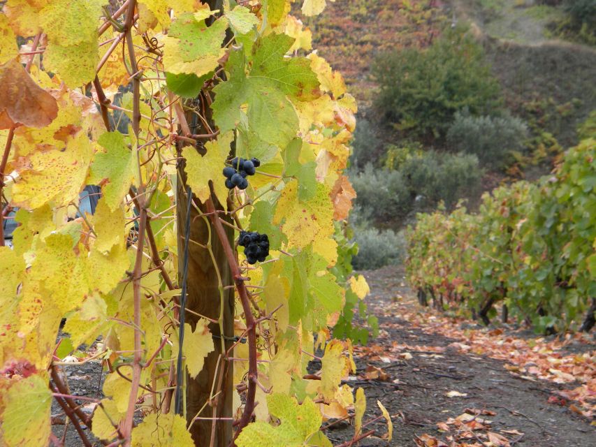 From Porto: Private Douro Valley Tour with Booking Service - What the private format changes