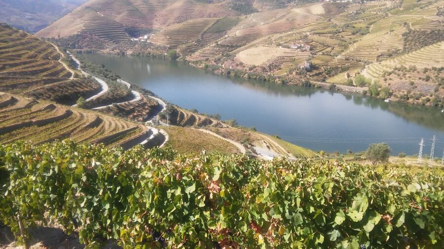 From Porto: Private Douro Valley Tour with Cruise and Wine - Delfim makes the difference