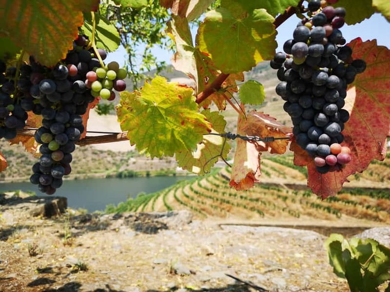From Porto: Tastings at 2 Wineries, Chef's Lunch & Boat Tour - What the small-group format changes