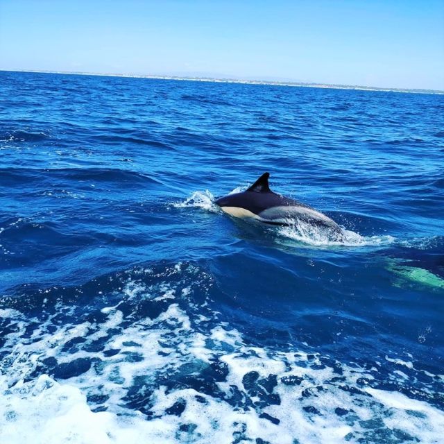From Vilamoura: 2.5-Hour Benagil Cave and Dolphins Boat Tour - Searching for wild dolphins in open water