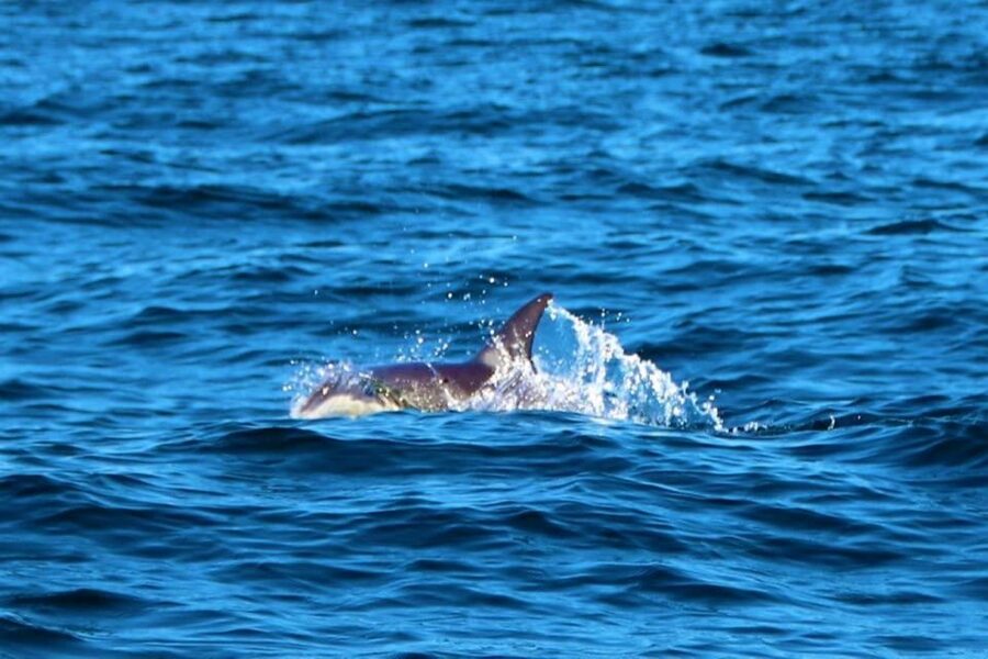 From Vilamoura: 2.5-Hour Benagil Cave and Dolphins Boat Tour - Should you book the Benagil Cave and dolphins tour?