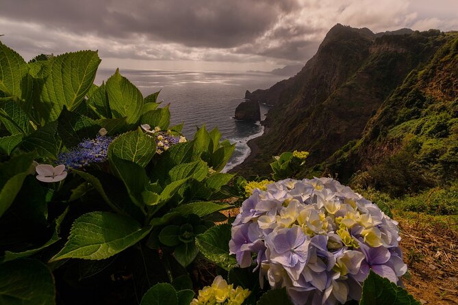 Full Day Madeira Island Tour - Open Roof - Fanal Forest is the most atmospheric stop
