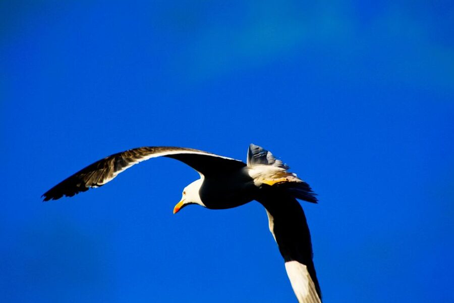 Full Day Ponta de São Lourenço - Natural Reserve - Key points to know before you book