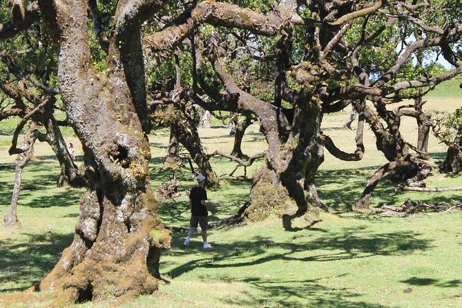 Full-Day Small Group Jeep Safari Tour from Funchal - Why the guides matter on a rough-road tour