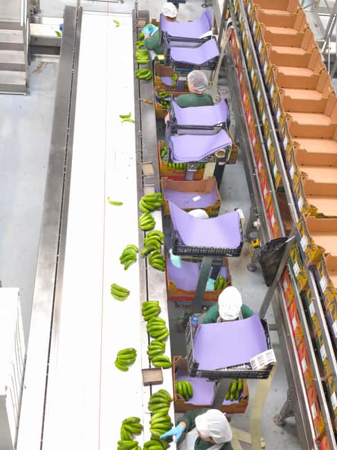 Funchal Agriculture Green Tour - From banana plants to the packing line