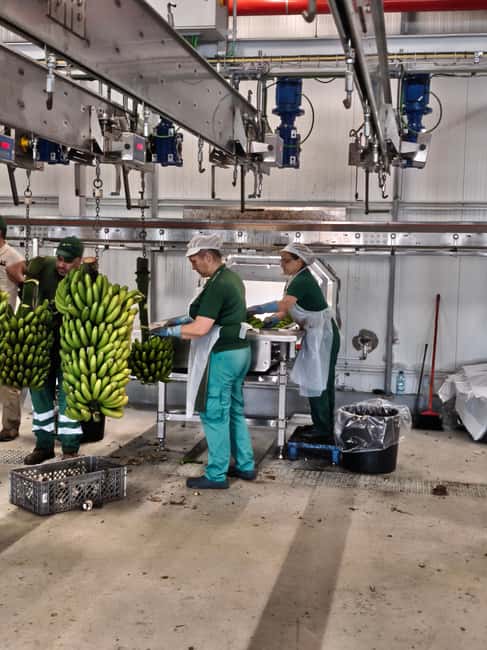 Funchal Agriculture Green Tour - A century-old cattle farm with a family story