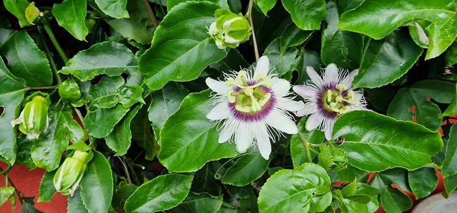 Funchal Agriculture Green Tour - Who will enjoy this Madeira farm tour?