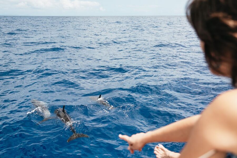 Funchal Bay: Dolphin & Whale Watch Luxury Catamaran Cruise - The 45-minute return along Madeira’s coast