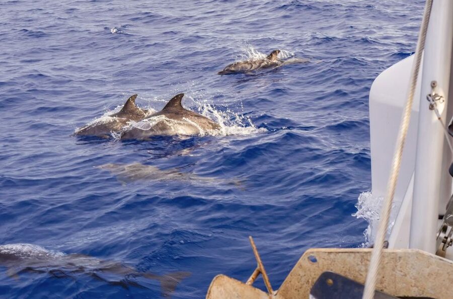 Funchal Bay: Dolphin & Whale Watch Luxury Catamaran Cruise - My practical verdict on Atlantic Pearl