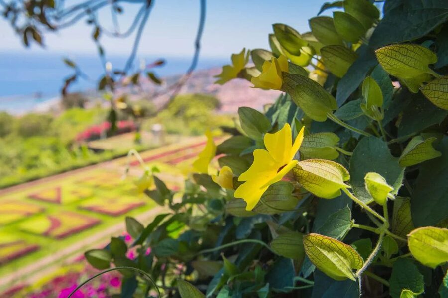Funchal: Botanical Garden and Old Town Private Tuk-Tuk Tour - The return through narrow city streets