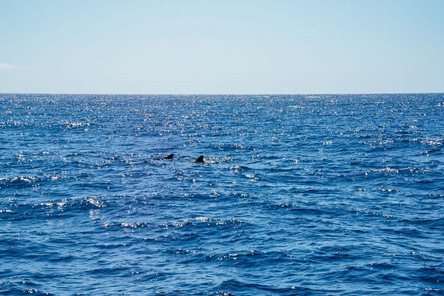 Funchal: Dolphin and Whale Watching by Luxury Catamaran - Key points at a glance