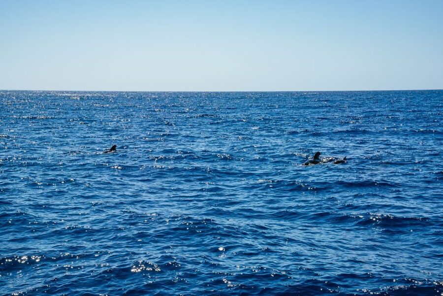 Funchal: Dolphin and Whale Watching by Luxury Catamaran - How good is the $47 value?