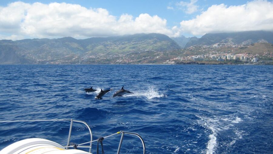 Funchal: Dolphin and Whale Watching Catamaran Cruise - Three hours from Funchal, with the Atlantic as your guide