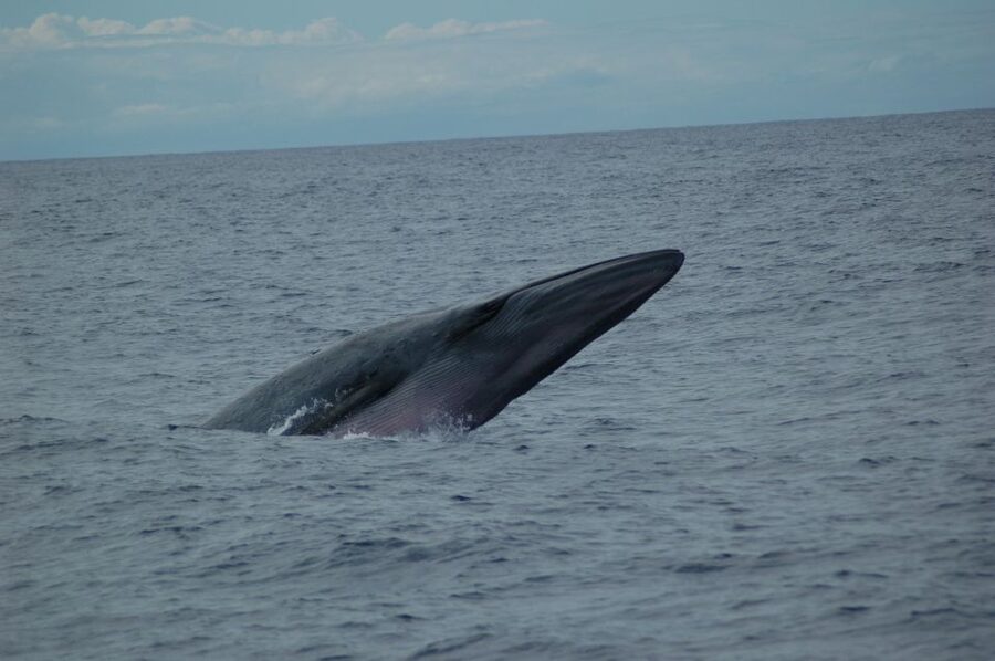 Funchal: Dolphin and Whale Watching Catamaran Cruise - The Cabo Girão stop and the best water views