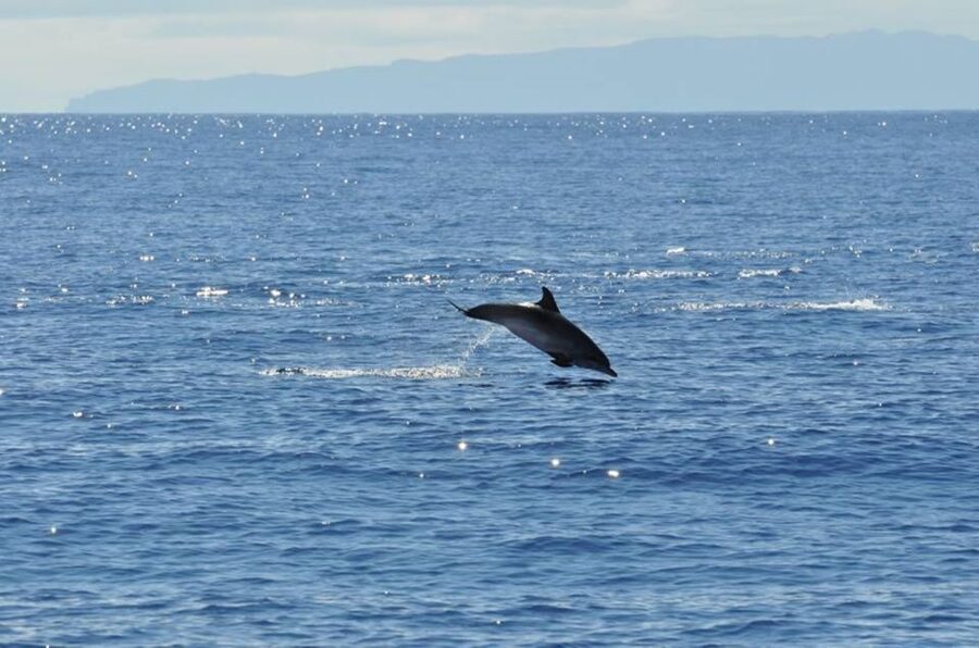 Funchal: Dolphin and Whale Watching Catamaran Cruise - A catamaran built for views, shade and fresh air