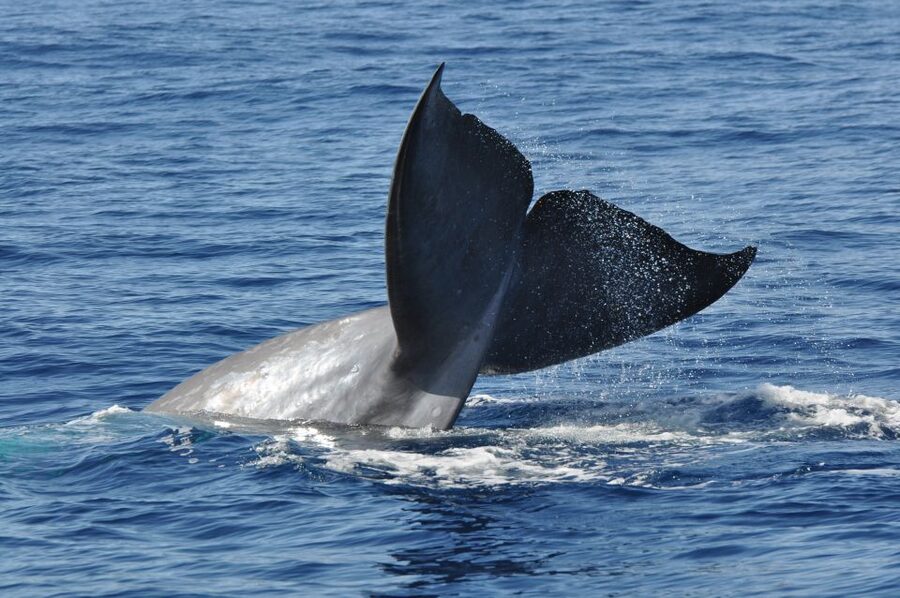 Funchal: Dolphin and Whale Watching Catamaran Cruise - What the $41 price really buys you
