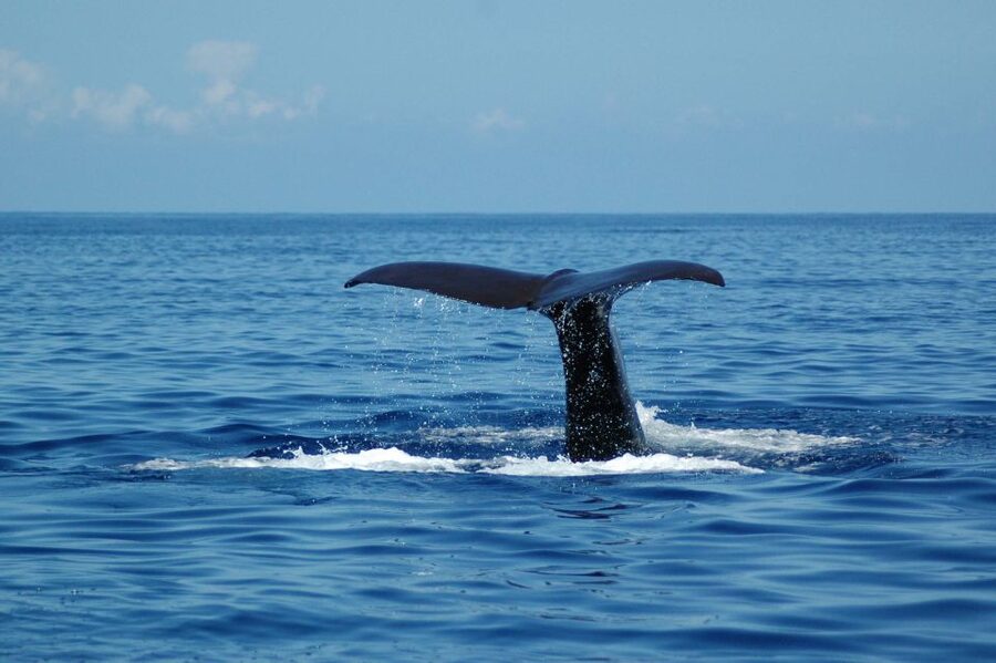 Funchal: Dolphin and Whale Watching Catamaran Cruise - Should you book the Seaborn Catamaran?