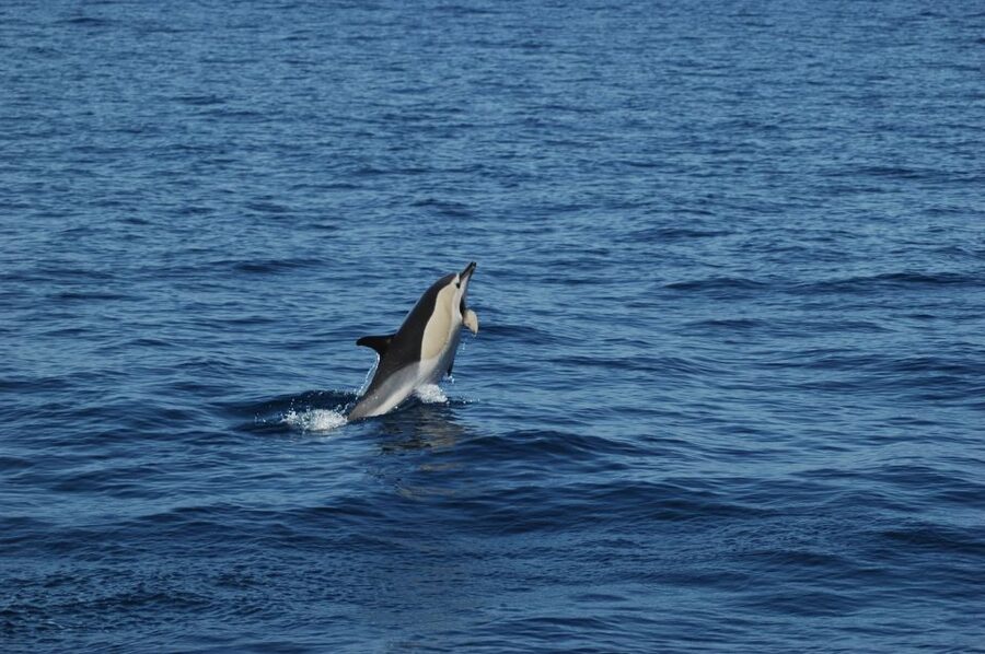 Funchal: Dolphin and Whale Watching Catamaran Cruise - What you may see beyond dolphins