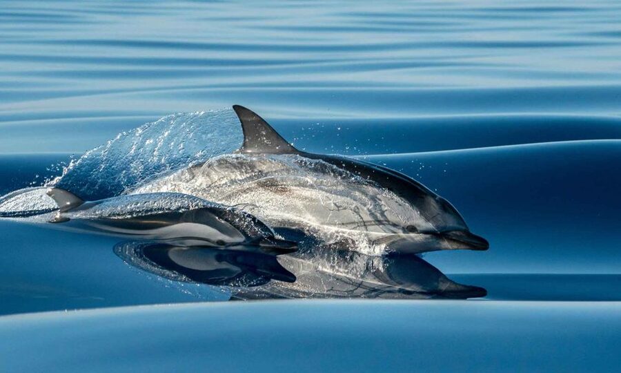 Funchal: Dolphin and Whale Watching Cruise - At a glance