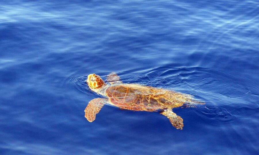 Funchal: Dolphin and Whale Watching Cruise - The final call
