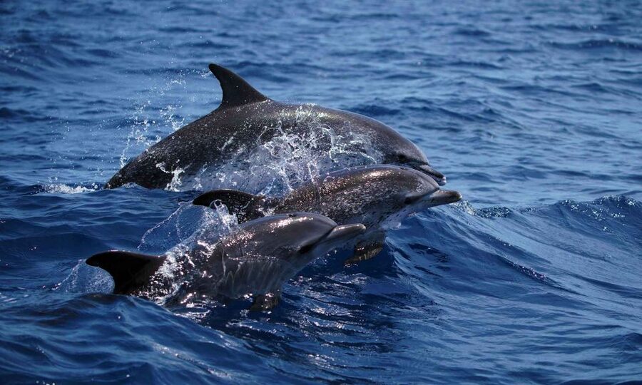 Funchal: Dolphin and Whale Watching Cruise - What the two-hour itinerary feels like