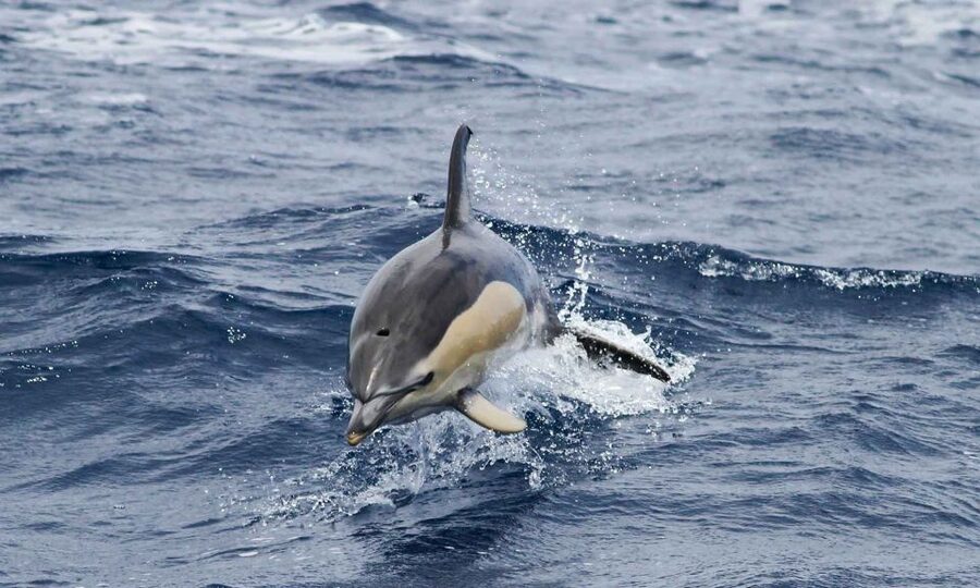 Funchal: Dolphin and Whale Watching Cruise - Speedboat comfort, spray, and seasickness