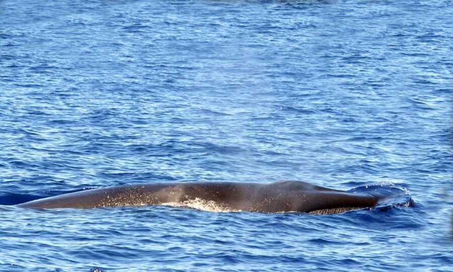 Funchal: Dolphin and Whale Watching Cruise - Practical ways to enjoy the trip