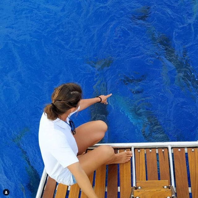 Funchal: Dolphin and Whale Watching Sailing Trip - What a dolphin sighting can really be like