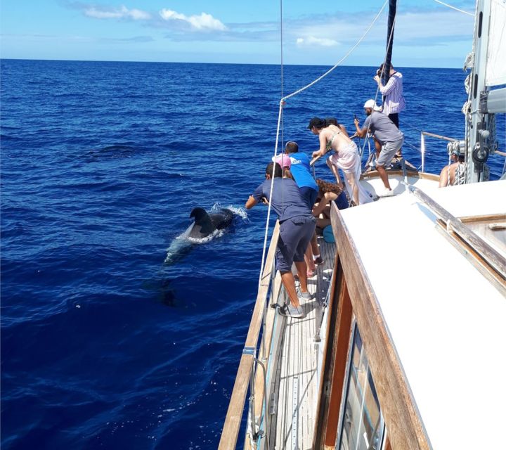 Funchal: Dolphin and Whale Watching Sailing Trip - Cabo Girão and the open-water swim