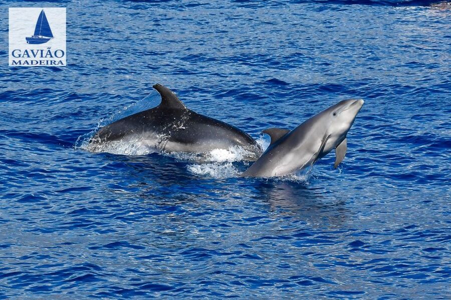 Funchal: Dolphin and Whale Watching Sailing Trip - Sailing, drinks, and the pace on board