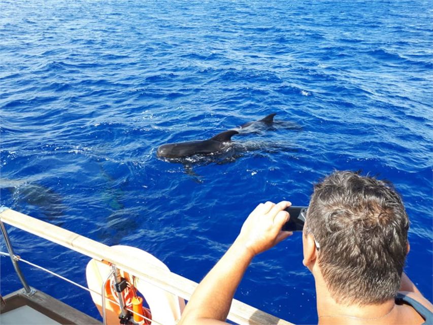 Funchal: Dolphin and Whale Watching Sailing Trip - Practical ways to improve your day