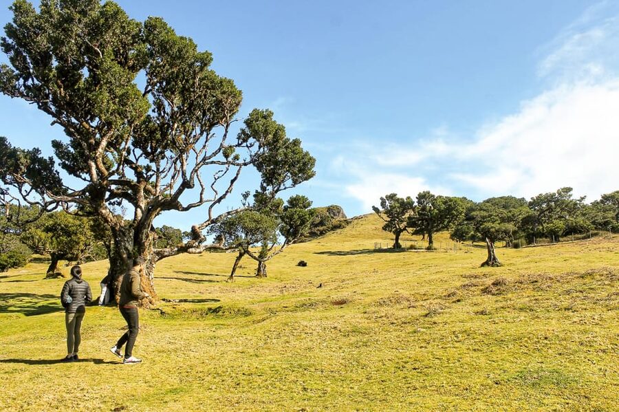 Funchal: Enchanted Terraces, Porto do Moniz & Fanal 4WD Tour - Why this 4x4 route works so well