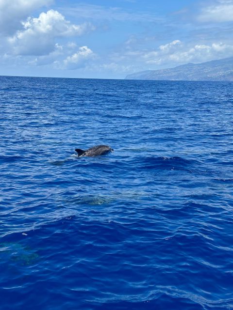 Funchal: RIB Whale Watching Cruise and Optional Dolphin Swim - What the close-to-water view really feels like