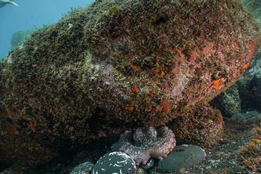 Funchal: Scuba Diving Experience for Beginners - Who should choose this experience